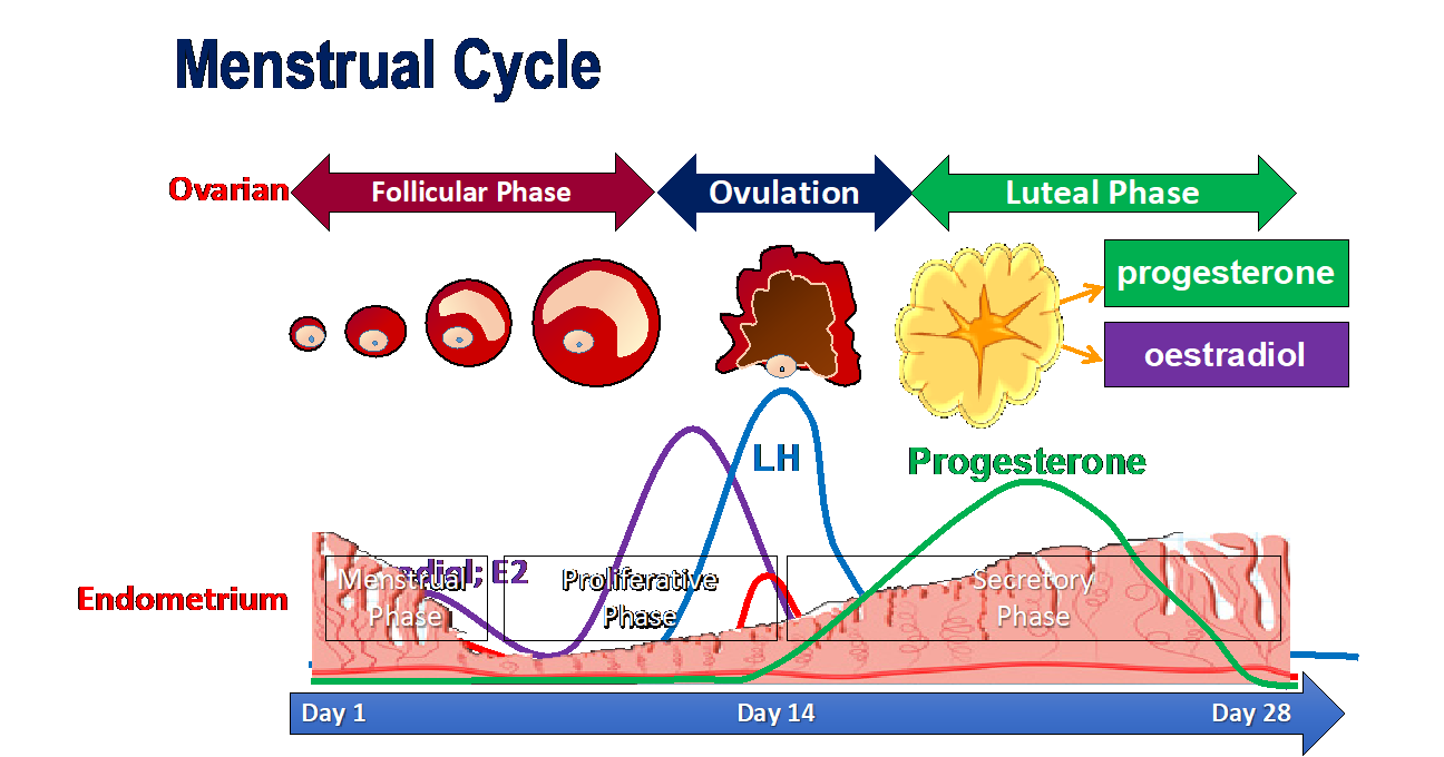 What is your menstrual cycle?